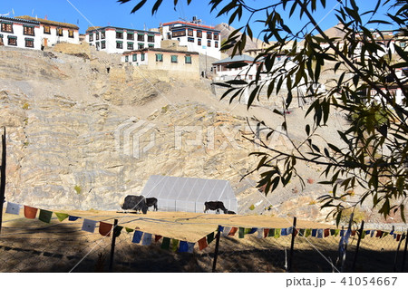 インドのヒマラヤ山岳地帯　スピティ谷のキッバル村　ヤクと白壁の家々　 41054667