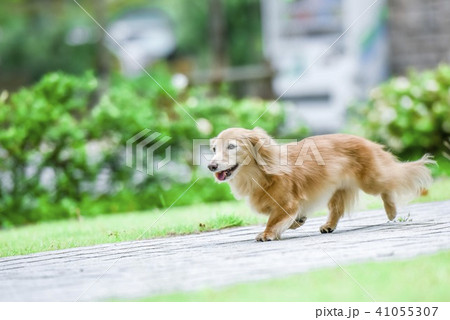 散歩する可愛い犬 散歩する可愛い犬 41055307