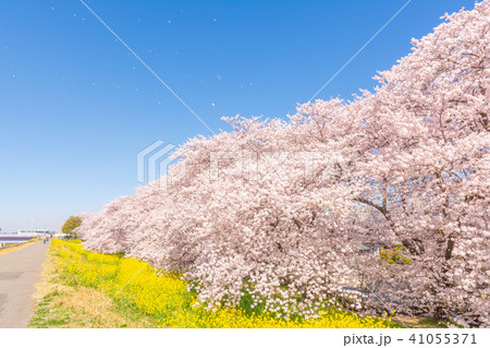 満開の熊谷桜堤 満開の熊谷桜堤 41055371