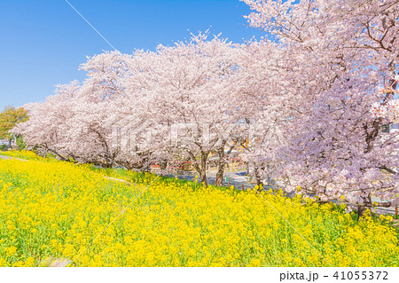 満開の熊谷桜堤 満開の熊谷桜堤 41055372