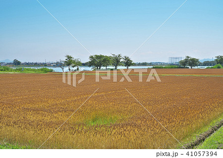 琵琶湖畔の小麦畑 41057394