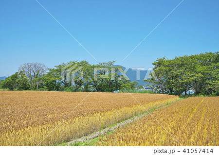琵琶湖畔の小麦畑 41057414