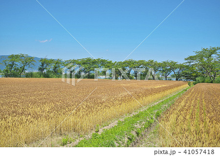 琵琶湖畔の小麦畑 琵琶湖畔の小麦畑 41057418