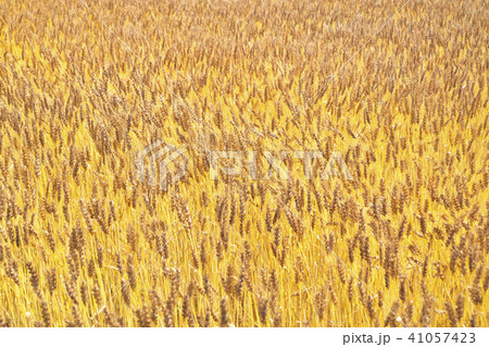 琵琶湖畔の小麦畑 41057423