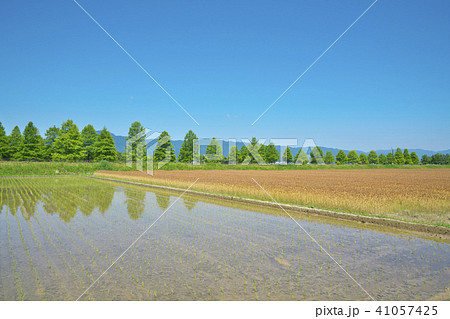 琵琶湖畔の小麦畑 41057425