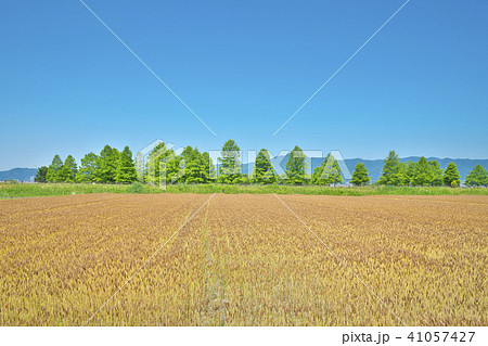 琵琶湖畔の小麦畑 41057427