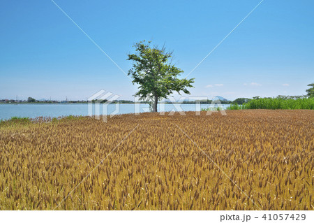 琵琶湖畔の小麦畑 41057429