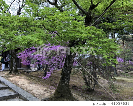 仁和寺の庭の木々 仁和寺の庭の木々 41057635
