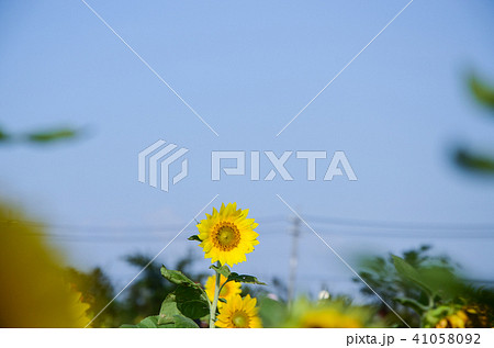 ひまわり 向日葵 ソレイユの丘 41058092