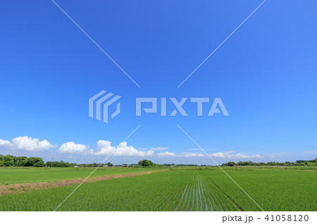 千葉県長生村の田園風景 41058120