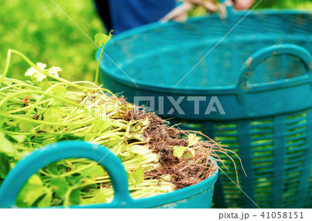 Celery in basket with gardeners. 41058151