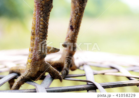 legs of chicken in countryside. 41058229