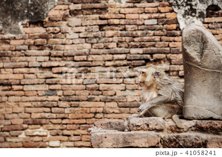 Monkey on brick in zoo. 41058241