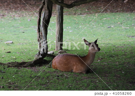 奈良公園　飛火野 41058260