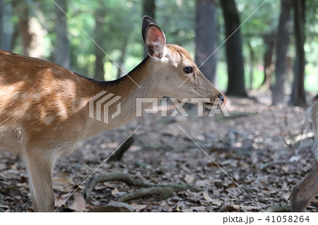 奈良公園　飛火野 41058264