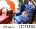 【猫】　イギリスの猫カフェ 41058568