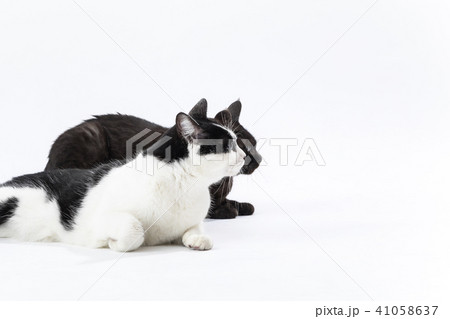 ネコ 猫 二匹 白背景 ネコ 猫 二匹 白背景 41058637