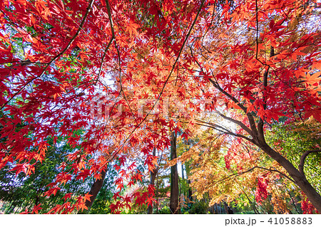 紅葉 秋の美しい風景の写真素材 4105
