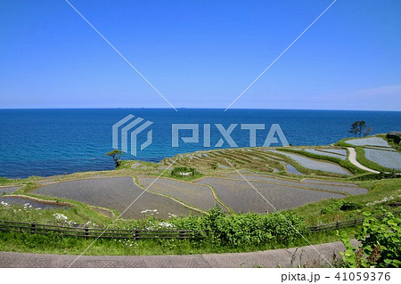 白米千枚田(石川県・輪島市) 白米千枚田(石川県・輪島市) 41059376