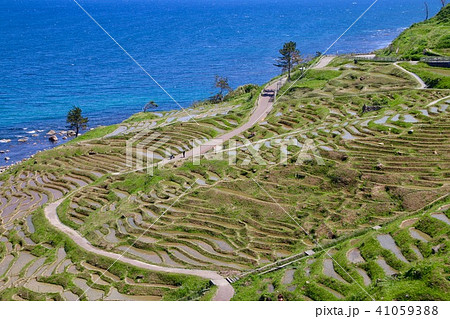 白米千枚田(石川県・輪島市) 白米千枚田(石川県・輪島市) 41059388