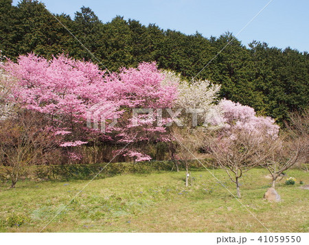 桜 桜 41059550