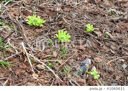 春の訪れ　ふきのとう 41060631