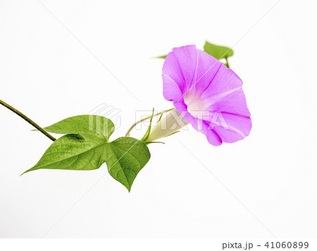 ピンクのアサガオ 41060899