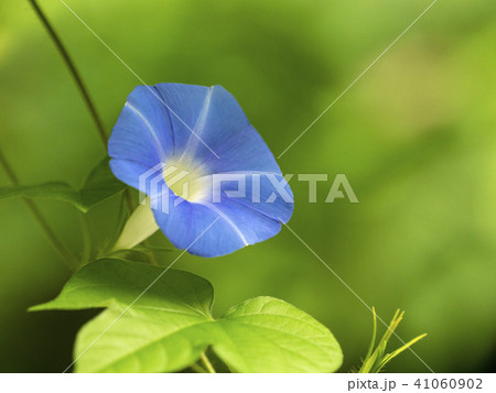 青いアサガオ 41060902