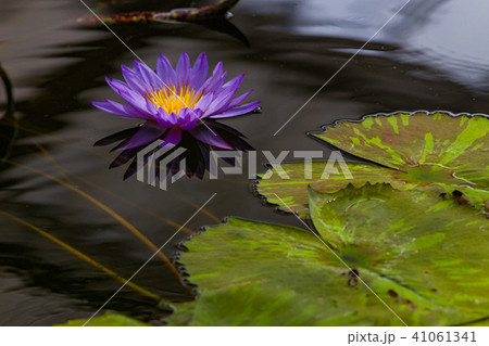 Lotus flower, Japan. Lotus flower, Japan. 41061341