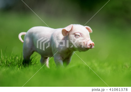 Newborn piglet on spring green grass 41061378