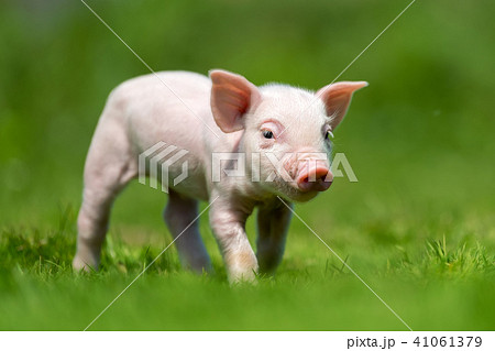 Newborn piglet on spring green grass Newborn piglet on spring green grass 41061379