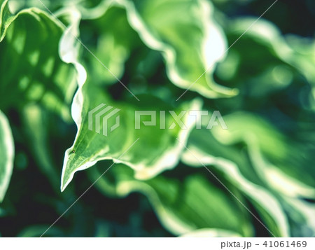 The hosta plant. Decorative form of popular flower 41061469