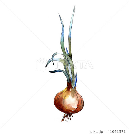 Onion vegetables in a watercolor style isolated. Onion vegetables in a watercolor style isolated. 41061571