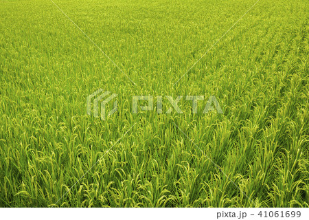 Green Rice Field Background, Taiwan eastern. 41061699