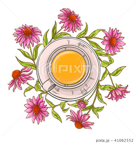 echinacea tea illustration echinacea tea illustration 41062552