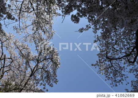 見上げた空に桜花 41062669