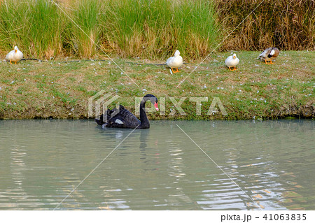 Black swans are swimming in the swamp. Black swans are swimming in the swamp. 41063835
