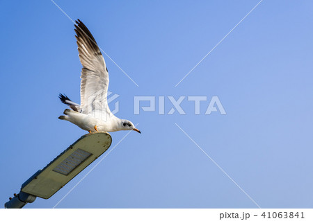 The gulls are flying out of the light pillar. The gulls are flying out of the light pillar. 41063841