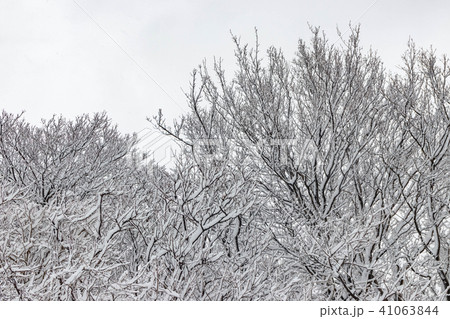 着雪 41063844