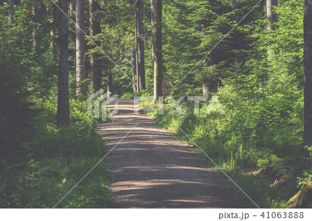 A hiking trail through the forest A hiking trail through the forest 41063888