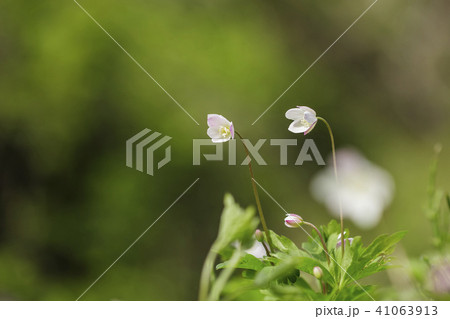 風花 花 野生の花 41063913