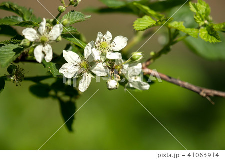 Blossoms on the branch in the sunlight 41063914