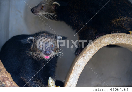 Asian Palm Civet Asian Palm Civet 41064261