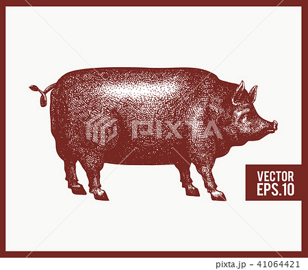 Vector illustration of black pig silhouette. Retro engraving style. Sketch farm animal drawing. 41064421