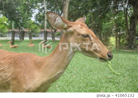 Closeup of deer eat long bean with natural Closeup of deer eat long bean with natural 41065132