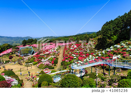 長串山つつじまつり 【長崎県佐世保市鹿町町】 長串山つつじまつり 【長崎県佐世保市鹿町町】 41065236