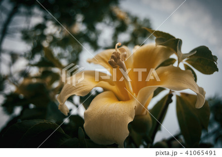 Macro of yellow flower pistil 41065491