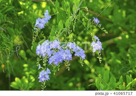 デュランタ デュランタ 41065717