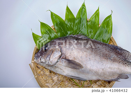 コショウダイ 食材 コショウダイ 食材 41066432
