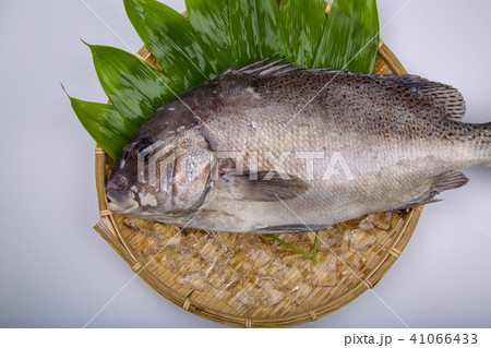 コショウダイ 食材 コショウダイ 食材 41066433
